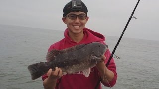 How To Catch BlackfishTog Off Jetties NJ [upl. by Nellad]