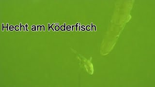 Hecht in Lauerstellung👀 Köderfisch in Gefahr❗️🤣 [upl. by Ihab]