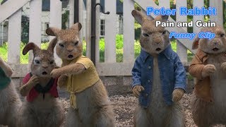 Peter Rabbit  Gain And Pain  Funny scene [upl. by Ian322]