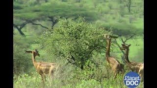 La tierra dónde la vida parece imposible Shaba viento sol y polvo DOCUMENTAL COMPLETO [upl. by Maleki]