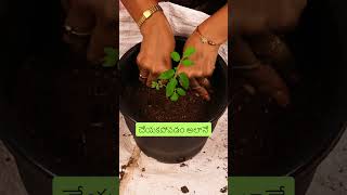 Biggest Mistake to Avoid When Repotting Plants shorts gardening tips telugu [upl. by Edana46]