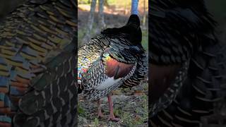 Discover the Vibrant Ocellated Turkey Central Americas Colorful and Unique Bird [upl. by Romito]