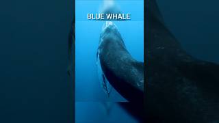 Blue Whale Large Diet shorts viral facts [upl. by Brit]