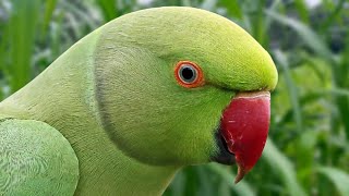 Parrot Calling Sounds  Natural Parrot Sounds  Parrot Voices [upl. by Sugna]