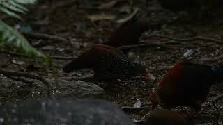 Sri Lanka Spurfowl Sri Lanka [upl. by Boyer86]