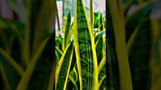 Sansevieria trifasciata laurentii sanke plant homedecor indoorplants plants gardening nature [upl. by Suzanne537]