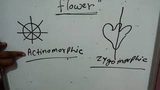 Flower hypogunousepigynous perigynousgamopetalouspolypetalouscalyxcorrolaactinomorphicsepal [upl. by Llyrehc]