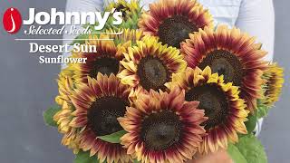 Desert Sun  Branching Sunflower Variety [upl. by Soma]