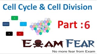 Biology Cell Cycle amp Cell Division part 6 Mitosis  Stages CBSE class 11 XI [upl. by Aksoyn]