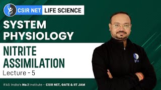 Nitrite Assimilation  System Physiology  CSIR NET Life Science [upl. by Accebor]