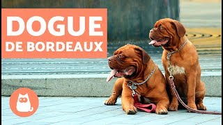 DOGUE de BORDEAUX  Caractéristiques et fiche technique [upl. by Rehpotirhc]