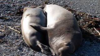 North Elephant Seals [upl. by Pammi]