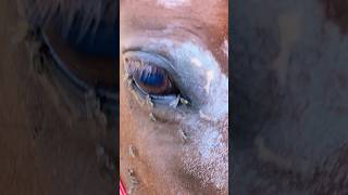 IS THIS EQUINE NEGLECT equine horses animalneglect equinehealth horseflies flies eyecare [upl. by Yenwat]