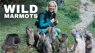 We Met a Family of Wild Marmots in Dolomites [upl. by Dorothi359]