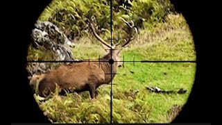 Hunting Red deer head and neck shots  5 New Zealand [upl. by Burk]