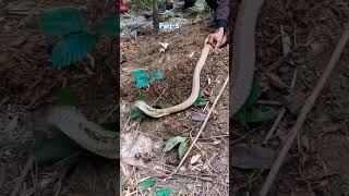 Habib Bhai dug a hole in the ground and rescued the snake Part5 snake snakeresque coconuttree [upl. by Ayn527]