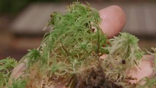 sphagnum moss  Sphagnum spp Identification and characteristics [upl. by Anitsyrhc]