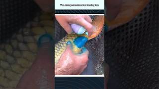 The strangest method for treating fish [upl. by Briano]