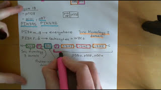 The PI3K  AKT  mTOR Pathway and Cancer Part 3 [upl. by Ylrbmik520]