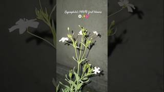 GYPSOPHILA Flowergypsophilaviralvideogardenflowersseedslovegardeningfunplantsterracegarden [upl. by Aicilaf]