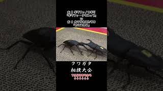 ギラファノコギリクワガタ ギラファ・クワコップ vs カマリネスヒラタクワガタ カマスネス 虫バトル 昆虫バトル [upl. by Sylera]