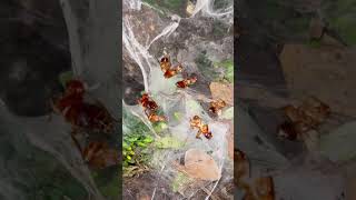 Baby TARANTULAs SWARM and SHARE Cockroach CARCASS  🪳 shorts [upl. by Ahtera]