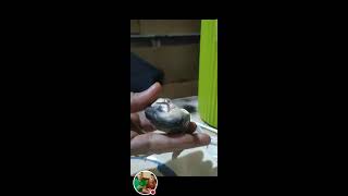 Kodee Vlogs is live Im feeding my cat a balut [upl. by Akeyla376]