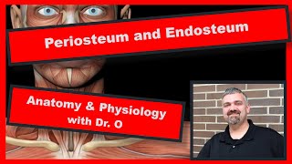 Periosteum and Endosteum Anatomy and Physiology [upl. by Anial]