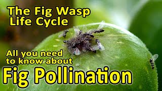 Fig Pollination and Fig Wasp Life Cycle Blastophaga psenes  All you need to know [upl. by Yasibit]