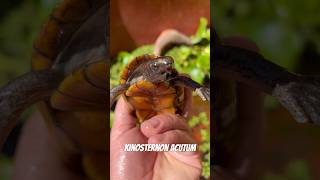 Small Tabasco mud turtle 🐢 Kinosternon acutum shorts [upl. by Luap]