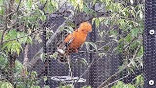 Guianan Cockoftherock  Bird Paradise Singapore [upl. by Eecart457]