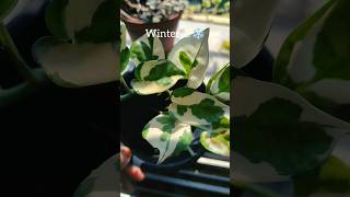 njoy pothos in winter pothos pothoscare gardentips njoypothos [upl. by Trinetta]