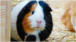 How to Pet Your Guinea Pig [upl. by Stearne]