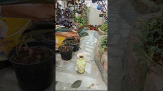 Propagation of rubber plant nature  part 1  viral short [upl. by Etterraj323]