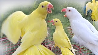 Yellow Parrot Ka Live [upl. by Kaden290]