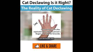 Cat Declawing Is it Right  This is what it does [upl. by Lorak]