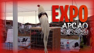 EXPO de GALLOS ORNAMENTALES de APCAO en LIMA  PERU 2023  Orla Tenorio 🐓 🐣 [upl. by Atiuqel]