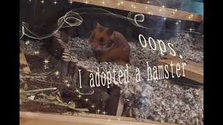 oops I adopted a hamster highly recommend [upl. by Reamy]