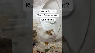 How far does my hamster travel on his wheel 🤯 hamsters pets shorts fyp [upl. by Hsetim]