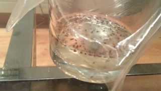 How to get rid of fruit flies easily and quickly [upl. by Atterual671]