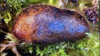 Green Hairstreak Callophrys rubi Pupa stridulating [upl. by Payson]