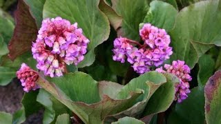 Le bergenia [upl. by Tnilf]