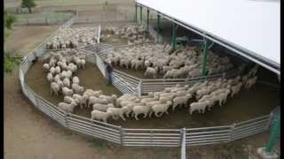 ProWay Sheepyards [upl. by Bette]