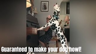 GUARANTEED TO MAKE YOUR DOG HOWL l Howling dogs Compilation 2019 [upl. by Eidna]