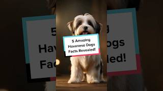 5 Amazing Havanese Dog Breed Facts Revealed HavaneseDog DogBreeds ViralPets Shorts CutePets [upl. by Aihsatan]