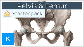 Pelvis Hip bone and Femur  Human Anatomy  Kenhub [upl. by Kassey]