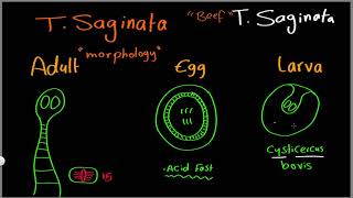 Parasitology 09 T saginata amp T solium »DrMoaz [upl. by Tilly]