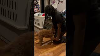 Dancing with Snicker my new puppy 🐶🐾🥰😊🤎🤍 [upl. by O'Reilly700]