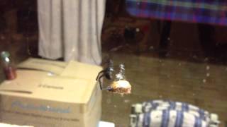 Redback Spider vs Christmas Beetle [upl. by Aelrac]