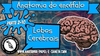 Anatomia do sistema nervoso  LOBOS CEREBRAIS [upl. by Aicinoid580]